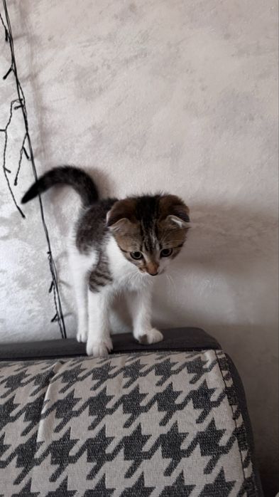 Шотлански и Британес котят