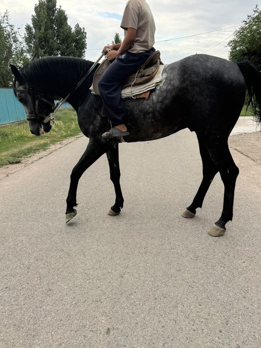 Айгыр жеребец айғыр лошади