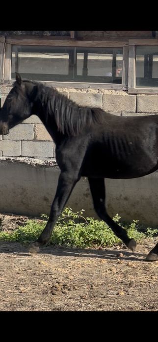 Кунан лошадь конь жеребчик кунан шыгар