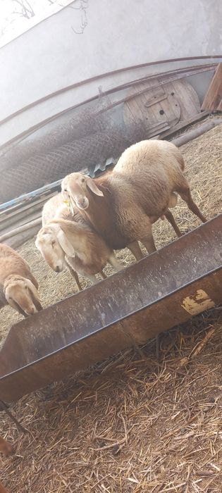 Arashan qoʻchqorlar sotiladi