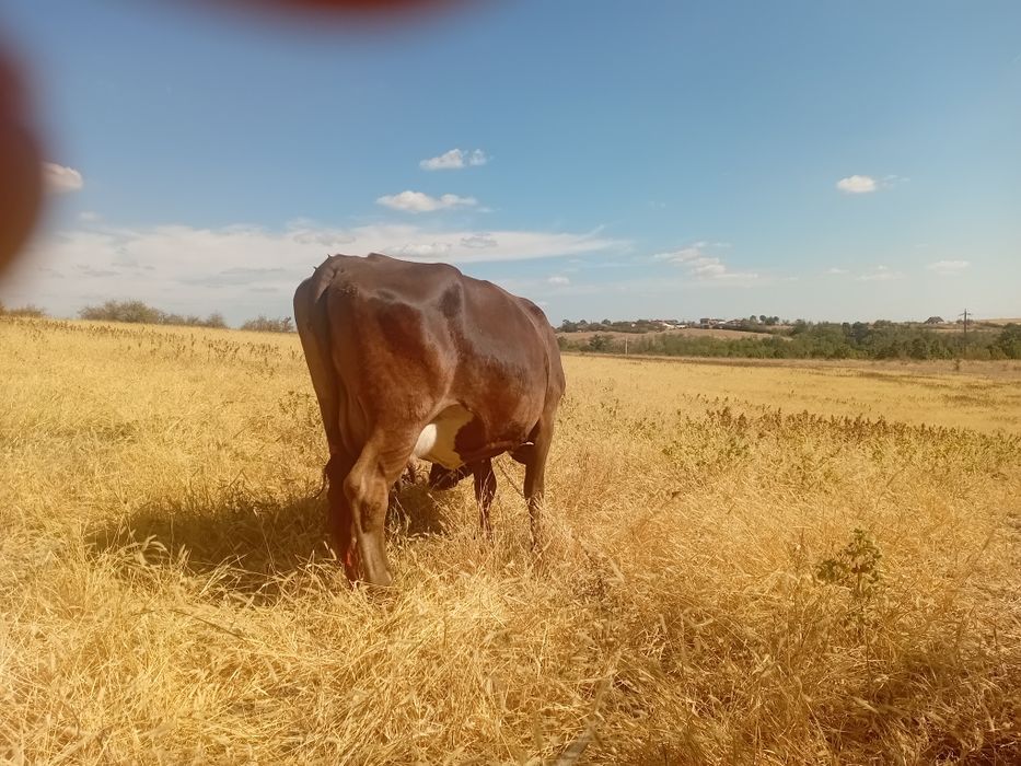 Vand vaca cu vitea