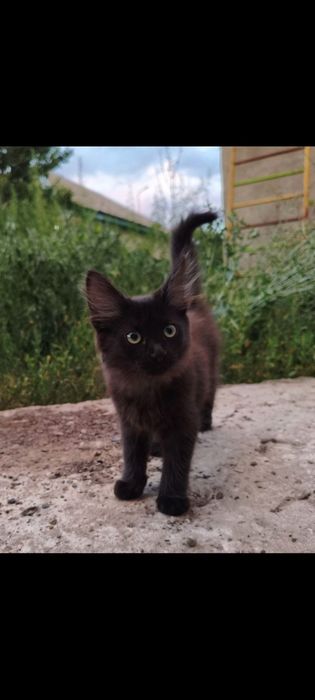 Котенок мальчик, 3 месяца
