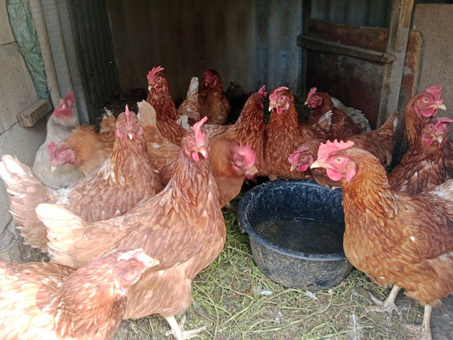 Куры несушки продам