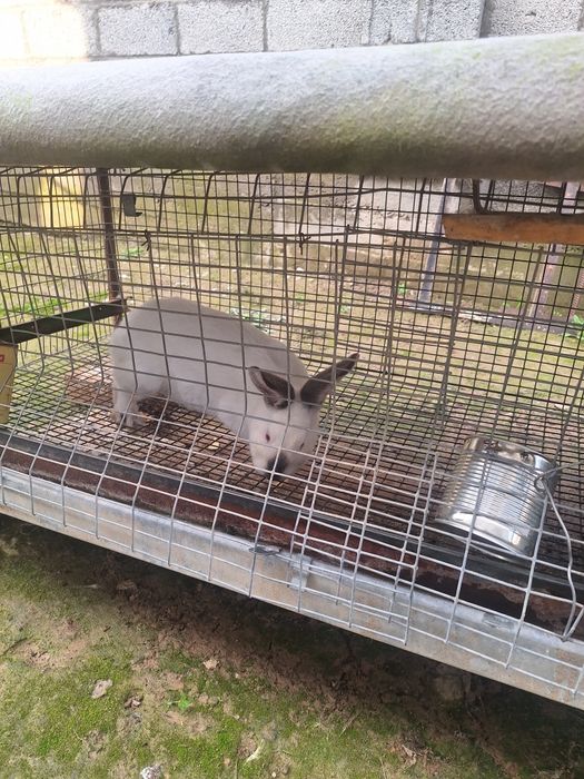 Продаються кролики