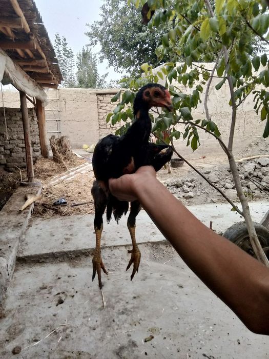 Dakan jujalar sotiladi