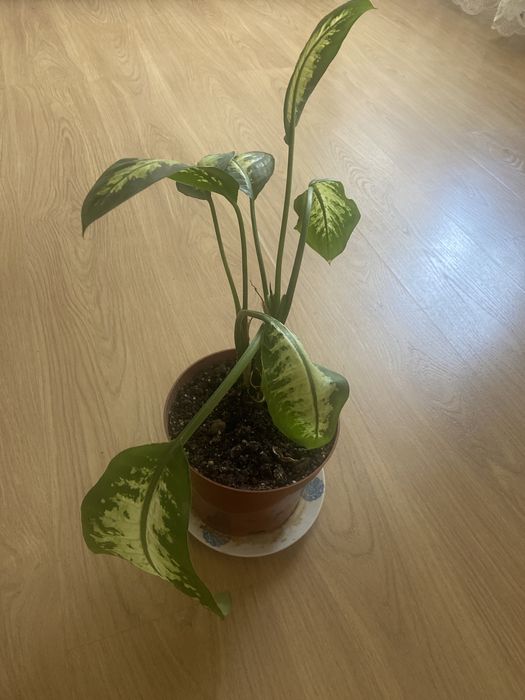 Продается цветок