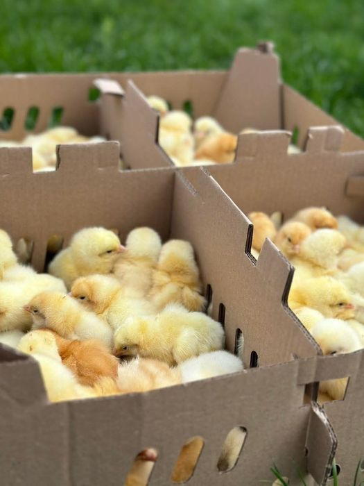 Puișori de o zi mixta/carne