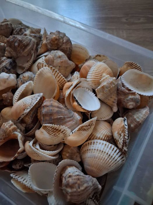 Scoici si melci de mare naturale