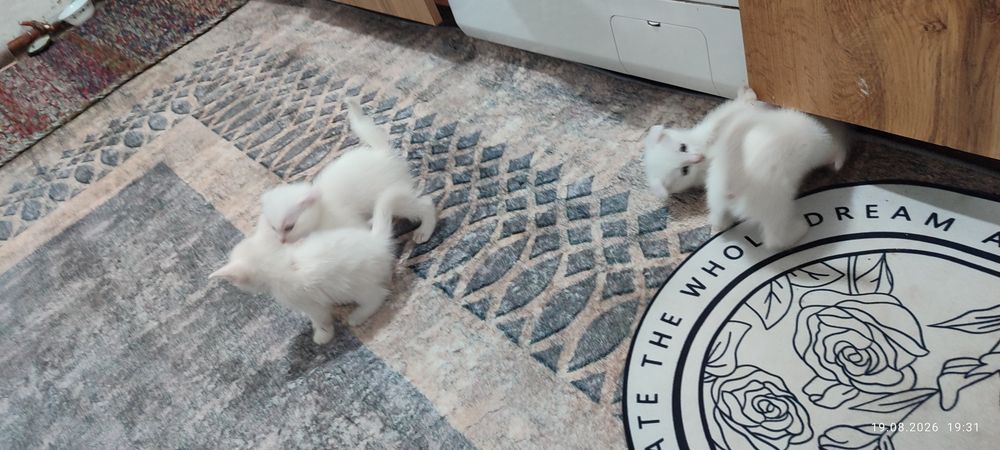 Веслоухие котята
