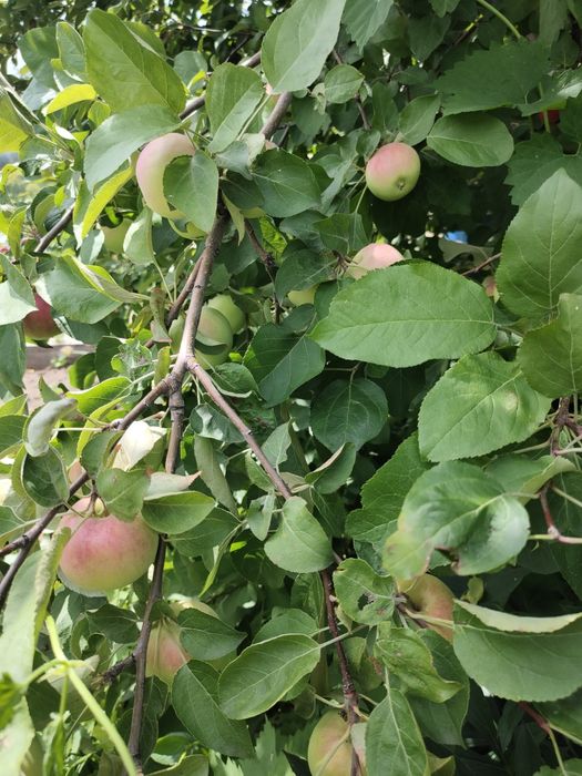 продается дача общества натуралист