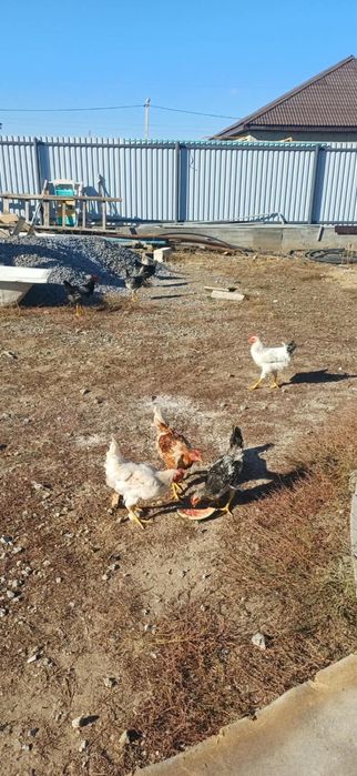 Продам домашних петушков