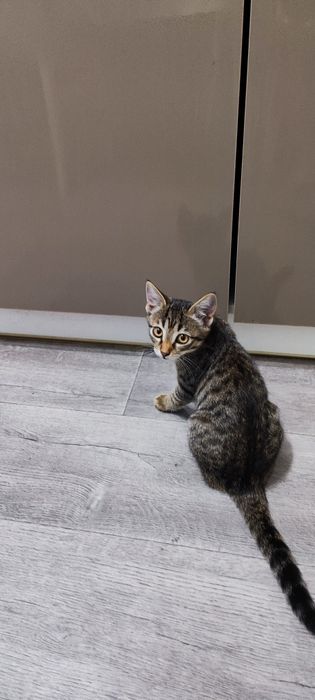 Отдам котёнка в добрые руки