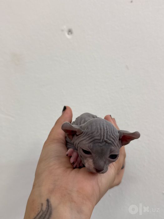 Сфинкс Эльф котята Mushuk