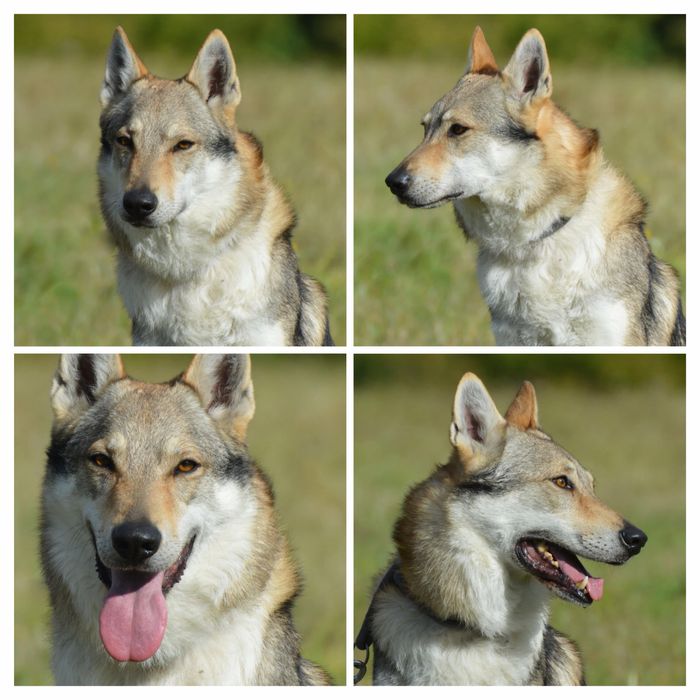 Волкодав Чехословацкий