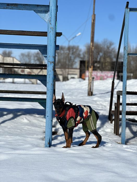 Собака доберман, девочка