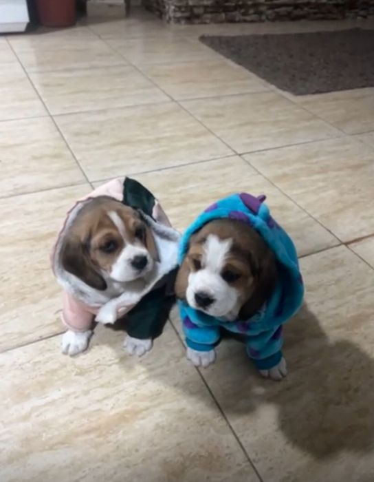 Doi căței rasa beagle își caută familie