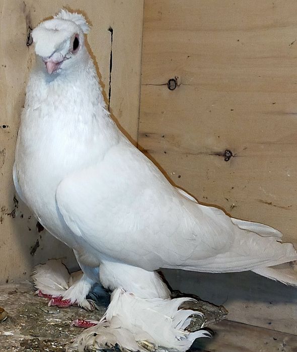 Продается двухчубы голубь.