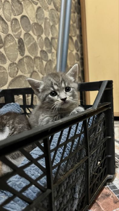 Котята от мамы крысалова