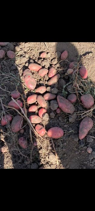 Картофель отборный красный