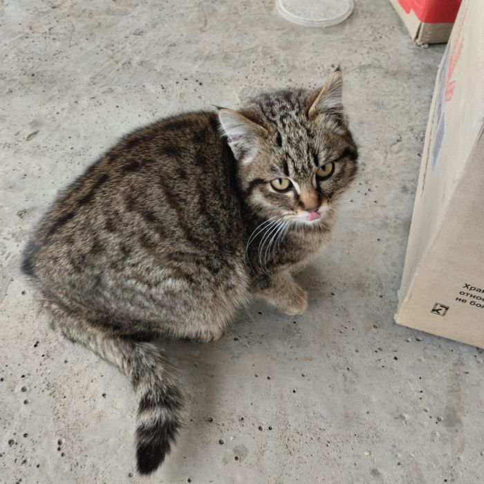 Кошечка-мышеловка