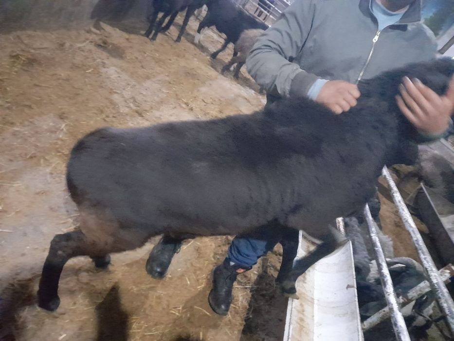 Buxoro jaydari qo'chqorlari