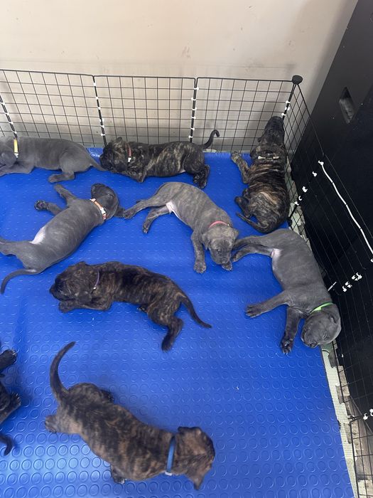 Кане корсо - Cane Corso