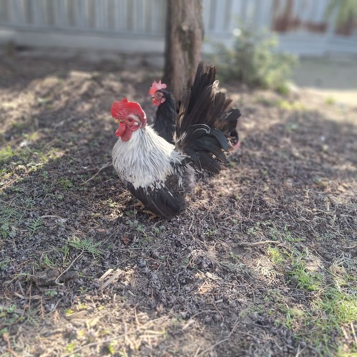 Курочки породы шабо