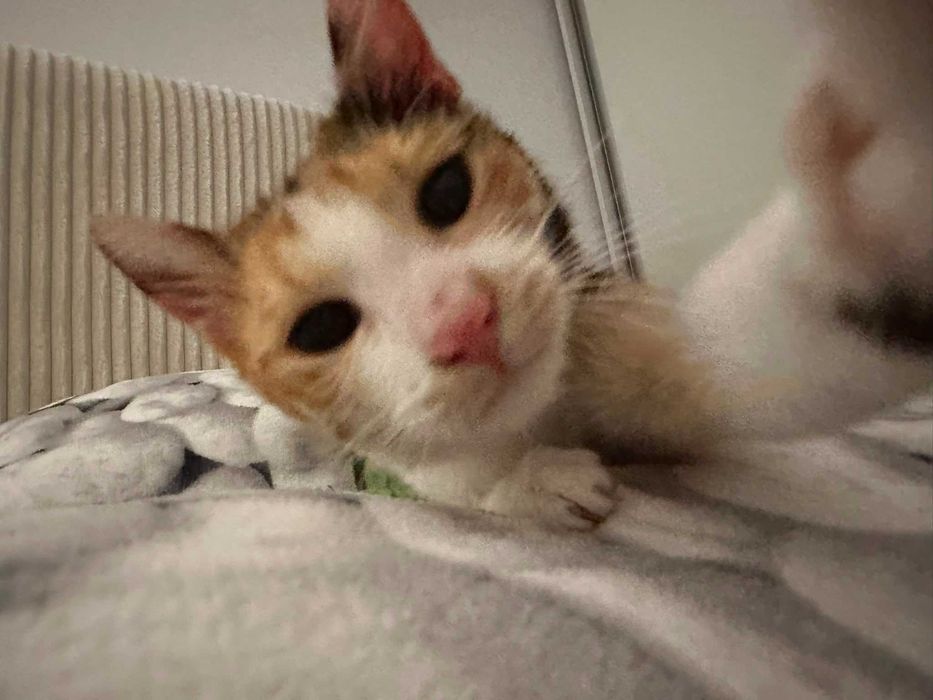 Pisica calico Kiri /adoptie responsabila