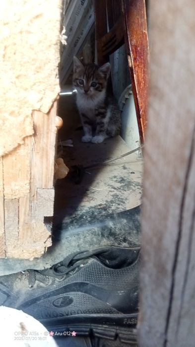 Котята бесплатно в добрые руки