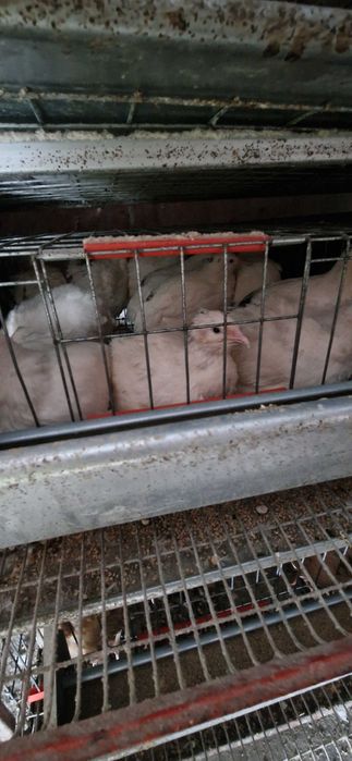 Prepelite ouătoare și ouă