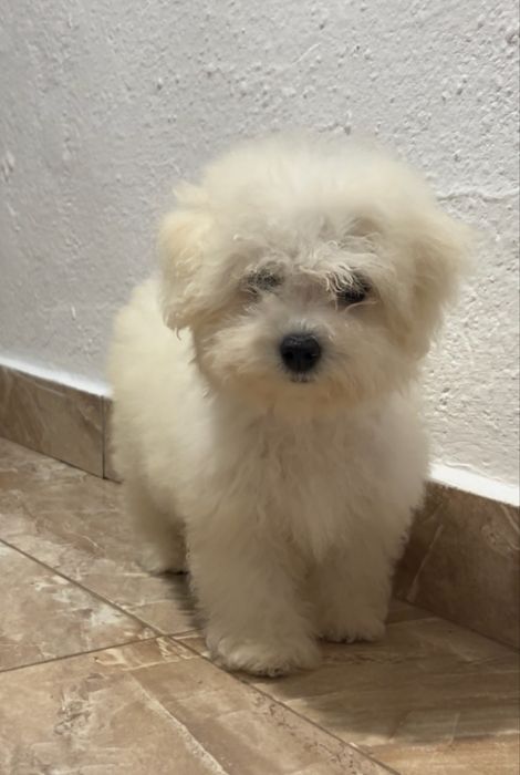 Cățelușă Bichon Frise Mini Toy