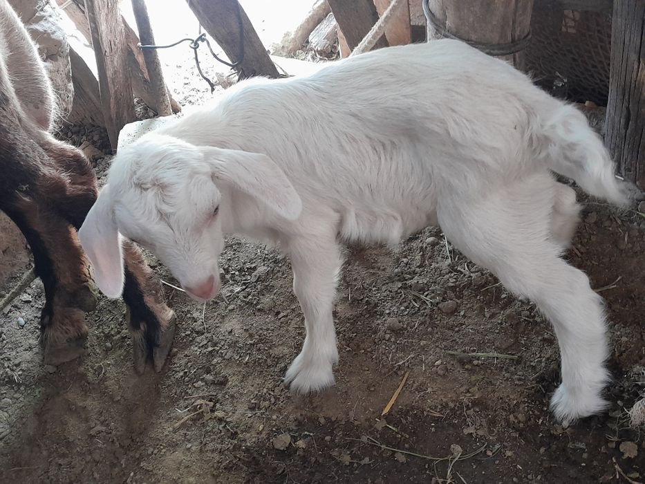 Срочно продаются козы с козлятами!!