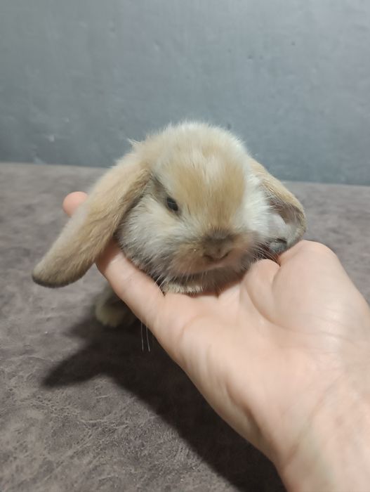 Продаются декоративные кролики(карлик)