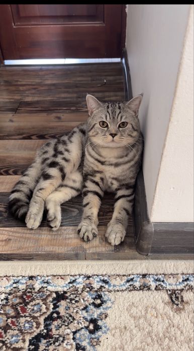 Кот породистый,БЕСПЛАТНО срочно