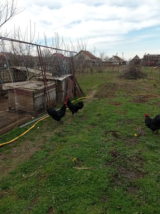 Vând cocoși austrolorp, Livada de Bihor?