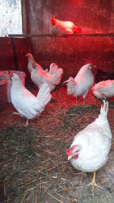 Ouo incubat leghorn  gaini de rasa