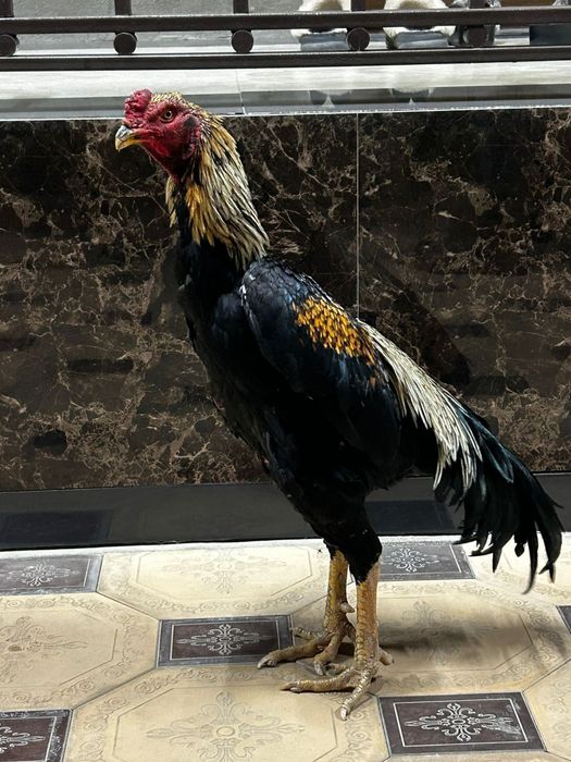 Дакан Шымкент группа 100тг