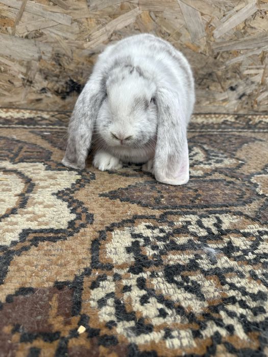 Iepuri berbec german