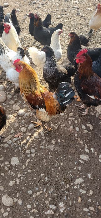 Домашний петухов продам