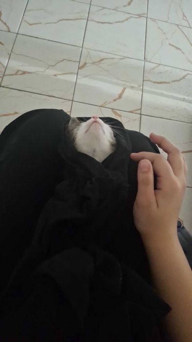 Отдам котенка в добрые руки