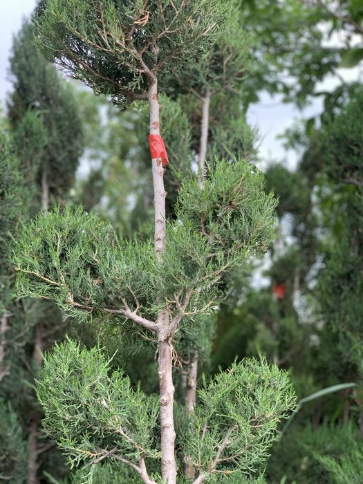 Bonsai speral va chupachups majjevelniklar