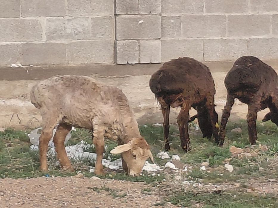 Тоқты қойлар сатылады