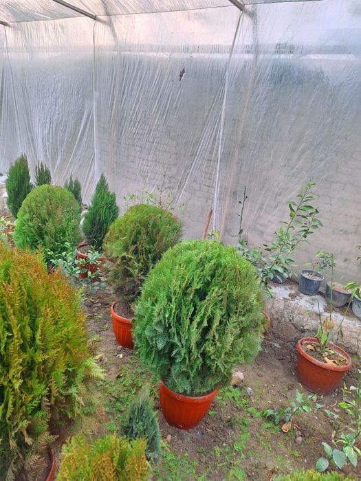 Арчалар. Хлма хл турдаги