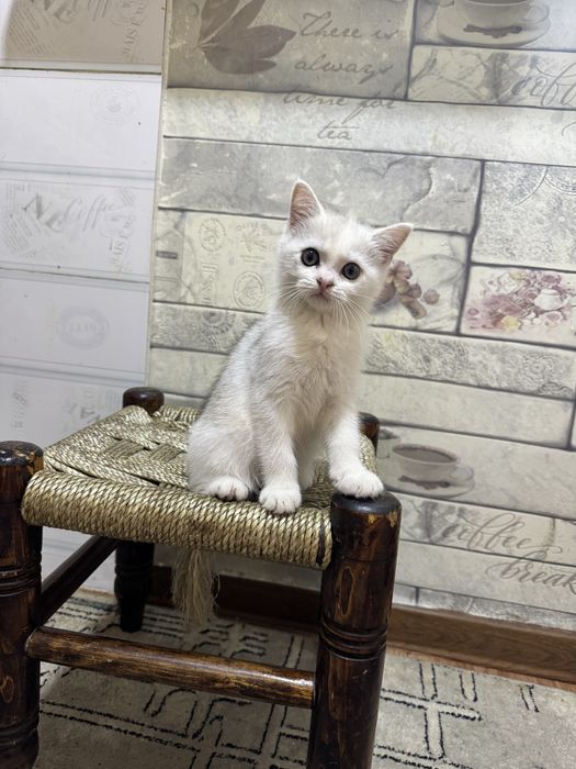 Scottish shinshilla seribristiy 3 oylik qiz mushik