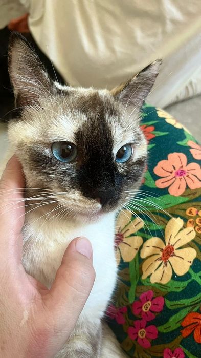 Котята, кішкентай мысықтар