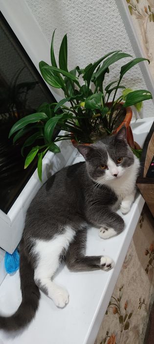 Продаём кота в добрые руки