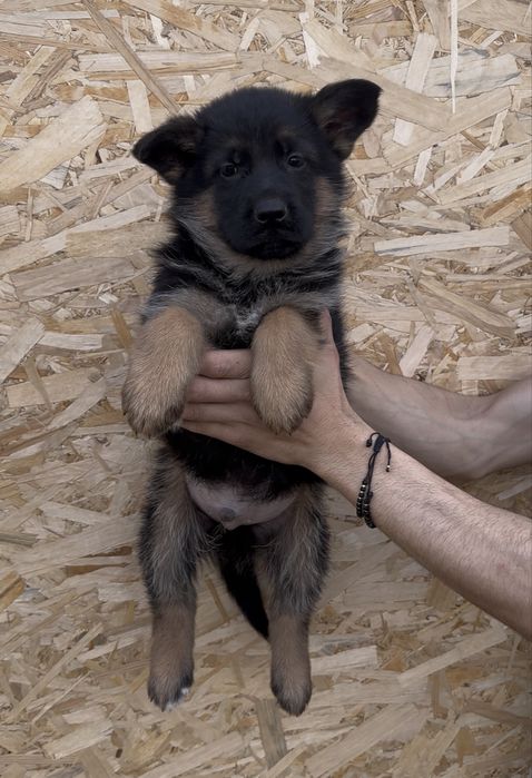 Super pui ciobanesc german cu pedigree