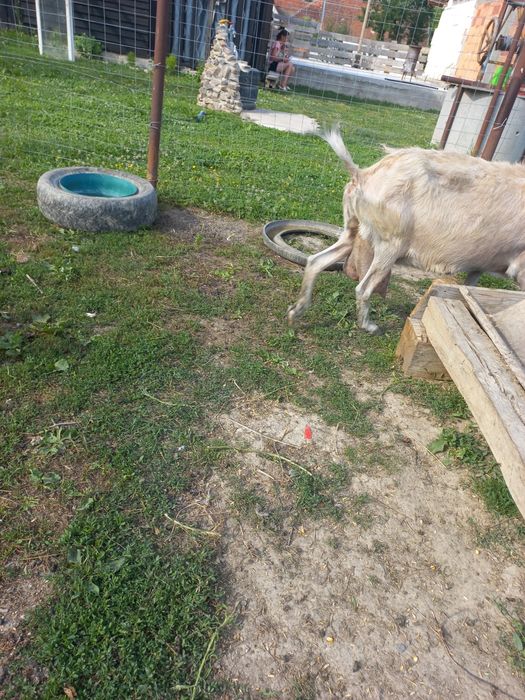 Vând capra cu 3 litri de lapte