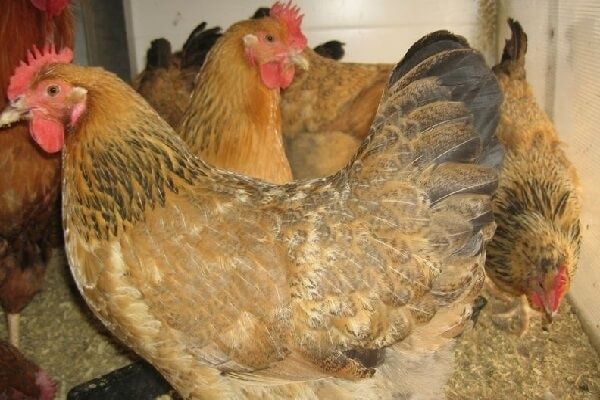 Продам       яйцо