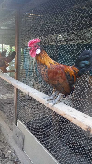 Продам декоративных курей